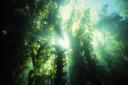 An underwater forest of kelp