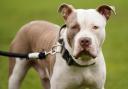 XL Bully dog owners must apply for an exemption