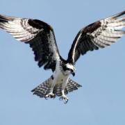 The remains of an osprey have been found near a nature reserve in Perthshire