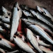 A Norwegian company is proposing to farm salmon in large underground tanks in Scotland