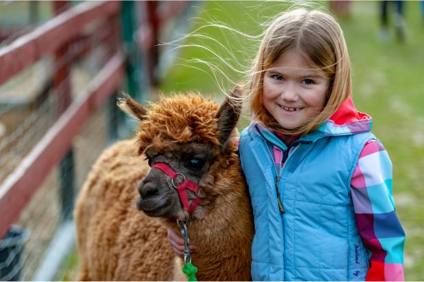 Treat youngsters to a walk with some cuddly alpacas