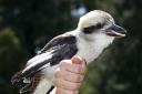 Native to Australia, the kookaburra is the largest bird in the kingfisher family