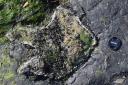 Newly discovered fossil footprints suggest the Stegosaurus left its mark on Skye