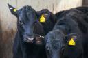 The future rules of the beef calf scheme are still unclear