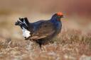 £30,000 has been granted to protect Black Grouse