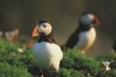 Puffins have been washing up on the shores of Orkney either dead or extremely weak