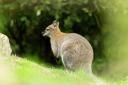Wallabies have been on the island since the 1940s