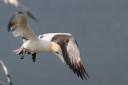 It is estimated that more than 1000 gannets have been found dead