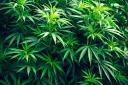 Hemp cultivation in Scotland dates back thousands of years