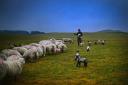 NEWTON STEWART, SCOTLAND - APRIL 01:  Carol McKenna tends to newly born Blackface sheep on Gass Farm on April 1, 2014 in Kirkcowan, Scotland. Carol McKenna farms beef and sheep on Gas Farm which has been in her family for 82 years. She is one of the