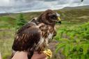 Charlie was fitted with a satellite sat earlier this year - Image Credit: RSPB