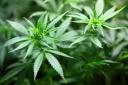 Cannabis-based medicine among drugs approved for use in Scotland