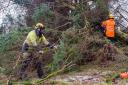 SSE workers removing debris from a toppled powerline in the aftermath of Storm Arwen