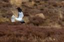 The reserve will be the home of a haven for wildlife, including hen harriers, the UK’s most persecuted bird of prey