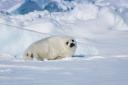 St Andrews scientist who worked on Frozen Planet II with David Attenborough says the time to act over climate change is now