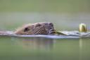 Scotland's beaver strategy has been lauded but others are urged to step up to the mark