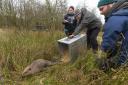 Argaty has  become the first  private site to  be allowed to release beavers into the wild
