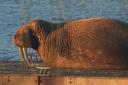 A walrus named 'Thor' has been delighting locals on the east coast of England ... and he looks to be heading north