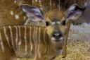 Edinburgh Zoo have shared the first images of a lowland nyala calf born at the beginning of January