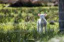 Four lambs died after the sheep-worrying incident in Keith