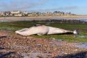 The minke whale washed up on the beach at North Berwick on Thursday morning