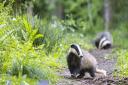 The sad sight of badgers killed on the roads is not uncommon