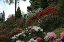Rhododendrons at Benmore Botanic Garden