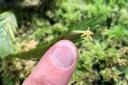 The tiny flowers of Angraecum podochiloides are smaller than a human fingernail