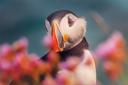 The Scottish Seabird Centre works to support puffins