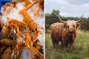From langoustines to Highland Coo, the food options on the NC500 are incredibly diverse