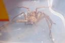 The Edinburgh resident managed to contain the huntsman spider in a plastic box