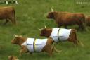 Highland cows show off the streamlined nature of their kit