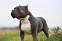 American XL bully dogs to be banned by end of year