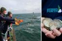 Native oysters are released into the Firth of Forth for the first time in a century