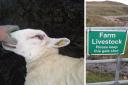 The sheep was killed by a dog despite signs informing walkers about the presence of livestock