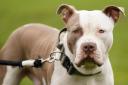 New rules for XL bully dogs will be introduced in Scotland