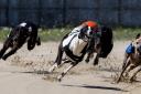 Mark Ruskell is to introduce a bill which would ban greyhound racing in Scotland