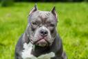 New restrictions on XL bully dogs have come into force