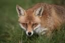 Two men have been arrested over alleged breaches of Scotland's new fox hunting laws