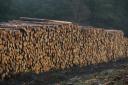 A leading forestry manager has suggested a levy could be placed on all timber sales