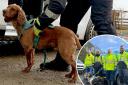 Scottish Water's new leak detection dogs have found 12 burst mains so far