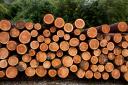 A leading forestry manager has suggested a levy could be placed on all timber sales