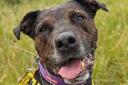 Jack the Staffordshire Bull Terrier has been at Glasgow Dogs Trust for three years