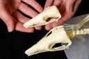 3D printed models of krusatodon kirtlingtonesis skeletons