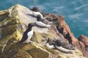 UK and Irish seabird populations are in decline