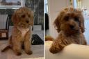 Can you help? Owner's desperate bid to find missing puppy