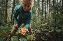 Chanterelle mushrooms being harvested