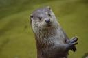 If you never see an otter again ­without thinking about a septic tank and a goose burger, then my work here is done