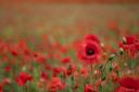 The remembrance service will take place this Sunday (November 10).