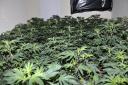 Police have seized more than £35,000 worth of cannabis following a raid in Wyles Way in Stamford Bridge